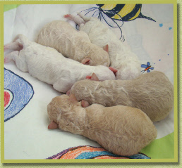 Bundeltje babies