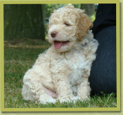 6,5 week oud