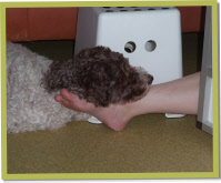 Lagotto Romagnolo Lana steunt op haar manier bij de bevalling