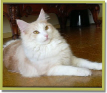 Asana's Chiripero, 'Paco' (MCO ds 09 22)