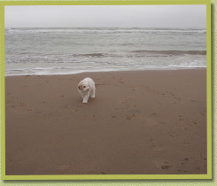 So small and on such a large beach!