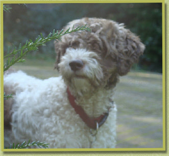 Lana in the woods! Asanova's favorite picture of her.