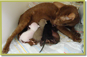 Sunee with Rak, Sunan, Kalaya & Decha. 1 day old