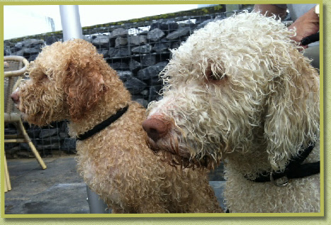 Aphra & Buchanan wonen al even samen en zijn wekelijks te vinden aan het Noordzee strand. 1.9.2013 