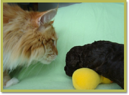 Maine Coon heer Ilo maakt kennis met pup 7