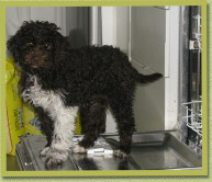 Avella in the dishwasher just as all of the other Asanova pups do.