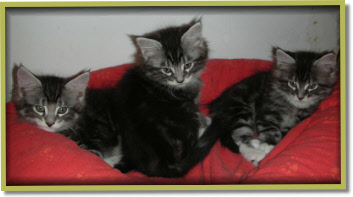 Three black silver sweeties!