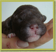 Sarezzo one week old