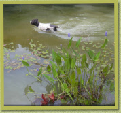 Lana swimming in the pond