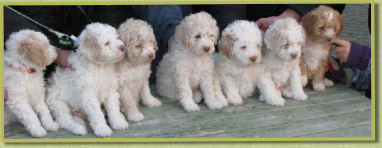 Natane haar 2010 pups op en rijtje