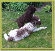 puppy Pancho met zn Lagotto vriendje