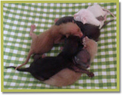 Nixies bundle of joy!