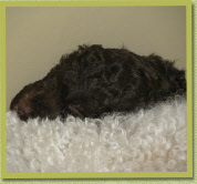 Avella sleeping on the back of auntie Natane