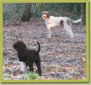 Lana with Avella playing in Frysian woods.