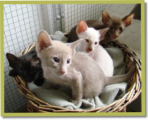 Asana's Sunan, Kalaya, Rak & Decha 6 wk oud