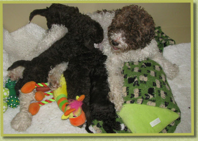 Cuddling and playing with her pups