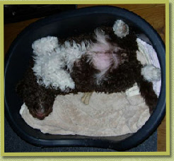 "Pioeh, dat was een zware dag"  / "Piooh, that was a tuff day!"