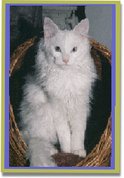 Asana's Charming Makalu, 'Nanuq'