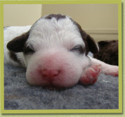 Asanova Sonnino Serino, 1 wk oud