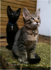 Kees & Karel in het Amsterdamse