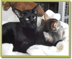 Oma Nixie met de babies van Sunee & Hellboy