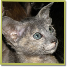 Sumalee 10 wk