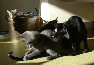 Mom Nixie playing with Atuanya and Mailai