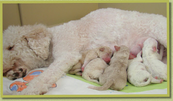 Natane, met haar eerste nestje, 2009