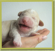 Een week oud.  One week old