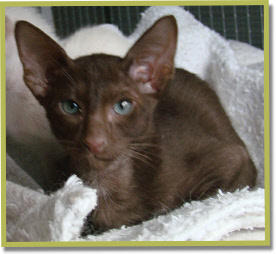 Asana's Decha, 12 wk oud