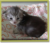 baby Fugette