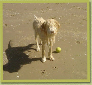DE waterhond!