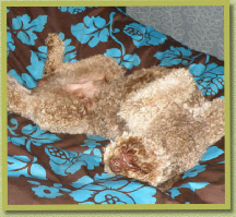 Orso na show, compleet knock out. / Orso after show, totally wiped out.