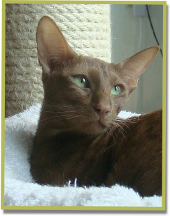 Asana's Sunee, OSH cinnamon 30 9 2013 