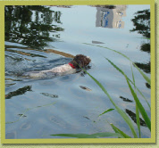 Natane swimming in the Eem river.