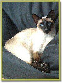 Asana's Malee, 'Angel ' aug 2012