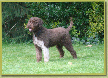 Avella, die het ook echt allemaal heeft! Avella, who definately makes all dreams come true!
