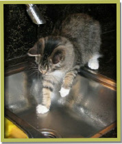Asana kitten 'Lola ' loves water