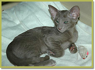 lilac Oosters korthaar