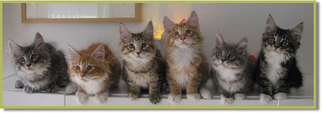kittens 12 wk 21 8 2013 