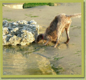 Two of the other frogs