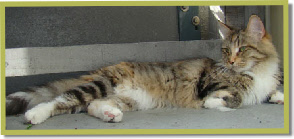 Asana's Awann*Cantate