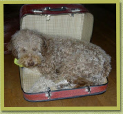 Gino gaat op vakantie en neemt mee, zijn borstel  /Gino goes on a holiday and what does he take along, his hairbrush