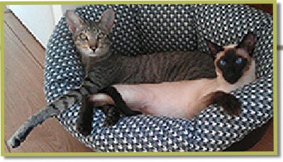 Asana's Malee met vriendje. aug 2012 Wat a beauty she became!!!