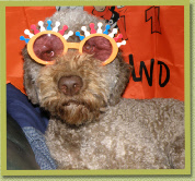 Oranjefan