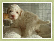 Buchanan 4,5 wk