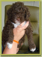 Sarezzo, 6 weeks old