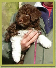 Gino 6,5 week ould