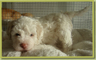 Flanagan, 4,5 wk