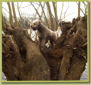 Pancho on the look out!
